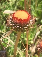 Haplopappus macrocephalus