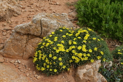 Launaea cervicornis