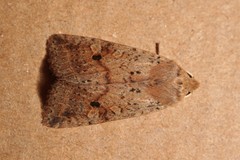 Agrochola blidaensis