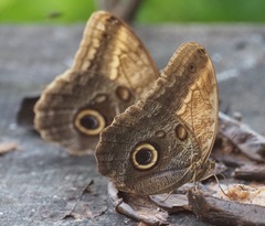Caligo telamonius menus