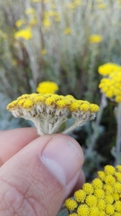Helichrysum dasyanthum