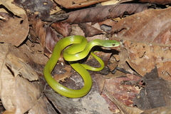 Common Green Racer photo 2