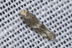 Elachista freyerella