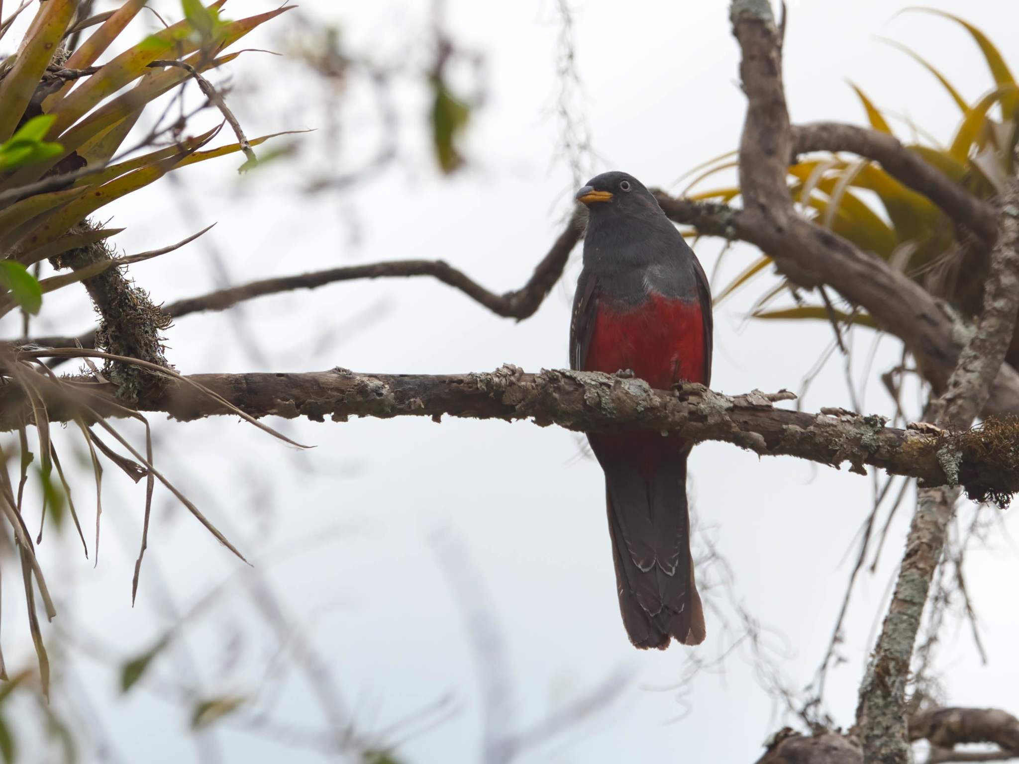 Trogon melanurus image