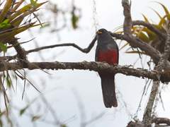 Trogon mesurus