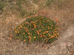 Haplopappus macrocephalus