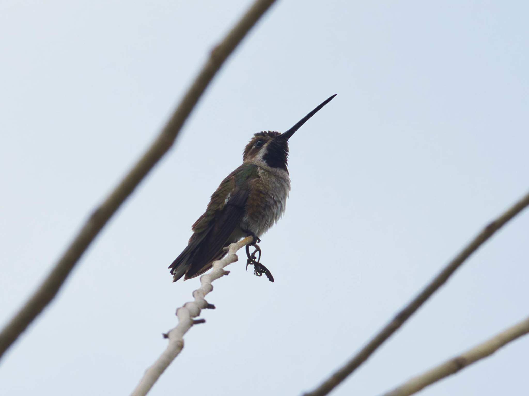 Heliomaster longirostris image