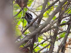 Thamnophilus bernardi