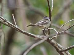 Lathrotriccus griseipectus