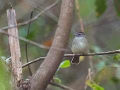 Lathrotriccus griseipectus