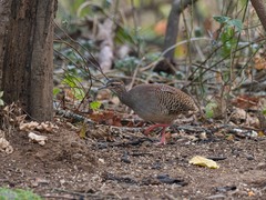 Crypturellus transfasciatus