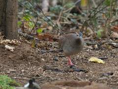 Crypturellus transfasciatus