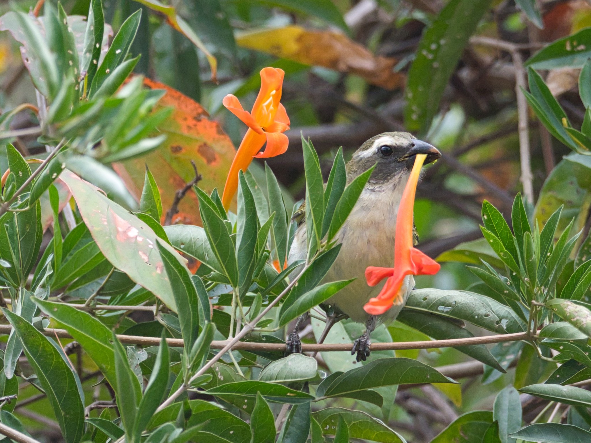 Cardinalidae image