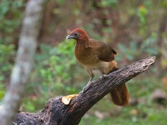Ortalis erythroptera