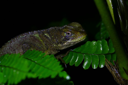 Bocourt's Dwarf Iguana, Enyalioides heterolepis