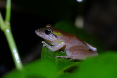 Craugastor crassidigitus