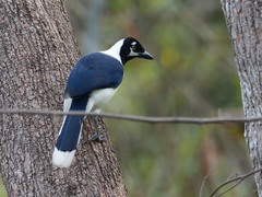 Cyanocorax mystacalis