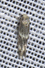 Elachista freyerella
