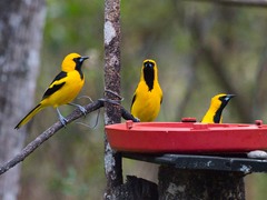 Yellow-Tailed Oriole photo 4