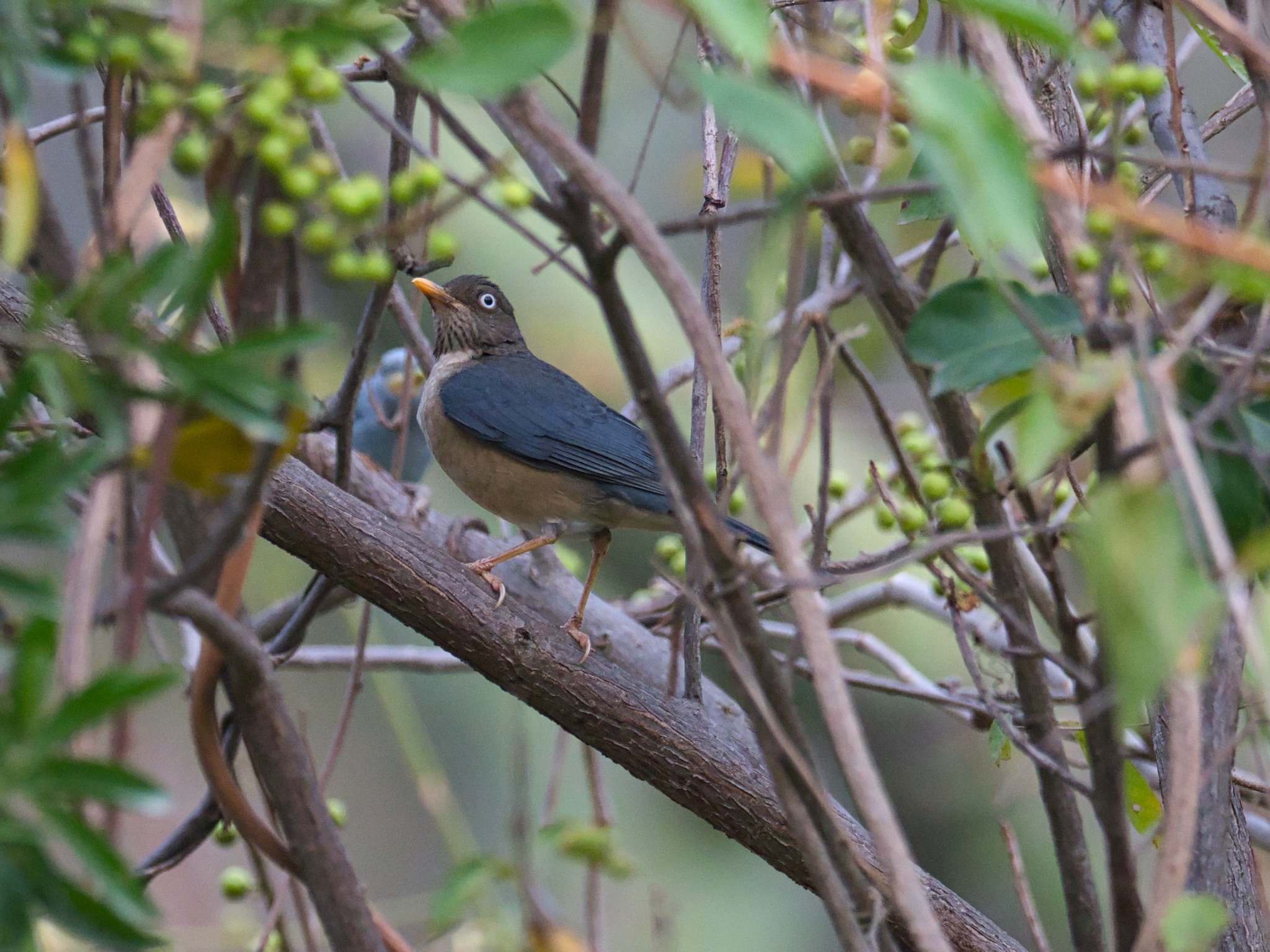Turdus reevei image