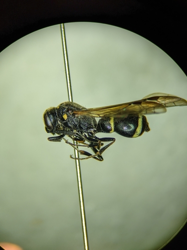 Tufted Potter Wasp photo 4