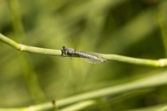 Ischnura perparva