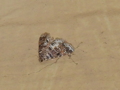 Elophila difflualis