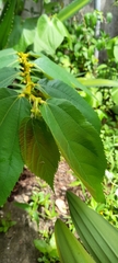 Luehea seemannii