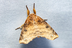 Olceclostera castra