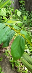 Luehea seemannii