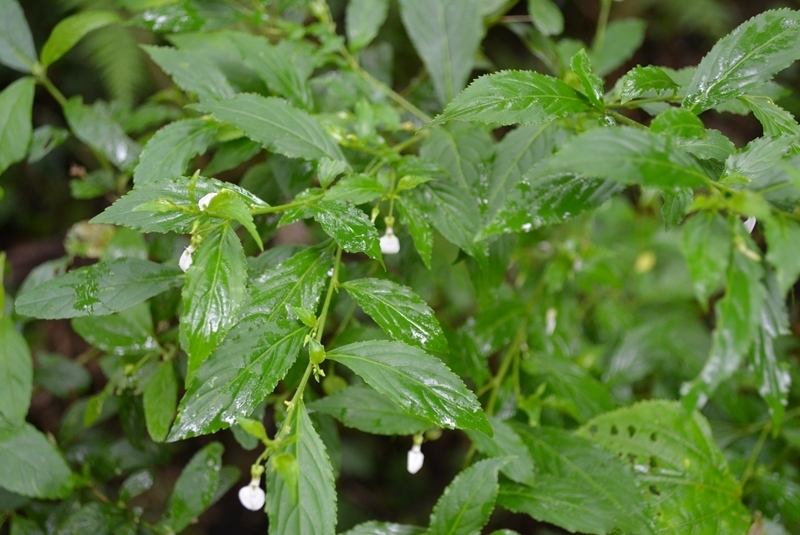 Pombalia sylvicola