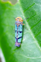 Amblyscarta invenusta