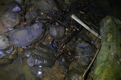 Macrobrachium hancocki