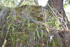 Oncidium graminifolium