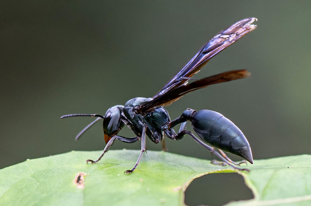 Marimbondo mata cavalo, Marimbondo tatu (Synoeca cyanea) 