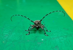 Coptops leucostictica