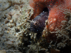 Emblemaria pandionis