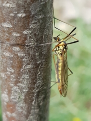 Nephrotoma flavescens