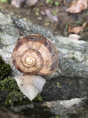 Helix buchii