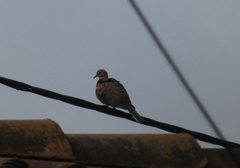 Streptopelia senegalensis