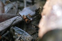 Silverstoneia flotator
