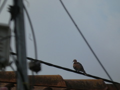 Streptopelia senegalensis