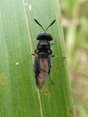 Hoplitimyia subalba