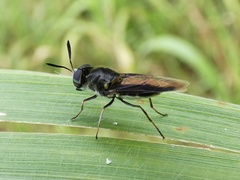 Hoplitimyia subalba