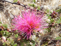 Calliandra chilensis