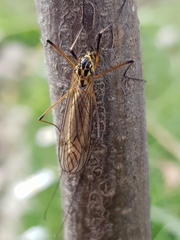 Nephrotoma flavescens