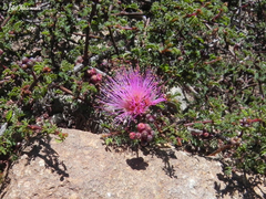 Calliandra chilensis