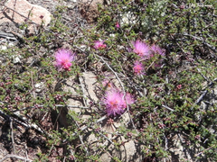Calliandra chilensis