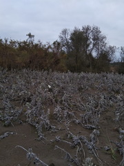 Convolvulus persicus