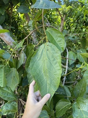 Alchornea latifolia